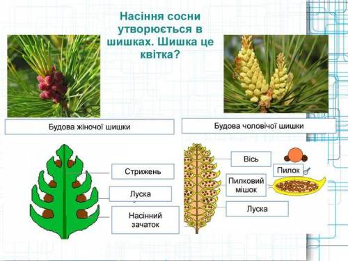 Будова чоловічої шишки лабораторне до​