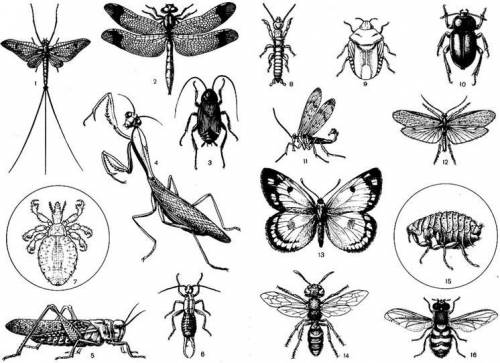 Интелект-схема на тему насекомые (отряд чешуекрылые , перепончатокрылые , блохи, двукрылые