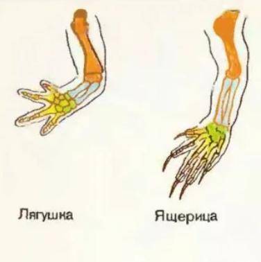 Почему в поясе верхних конечностей у ящерицы различают три, а у озерной лягушки -четыре разновидност