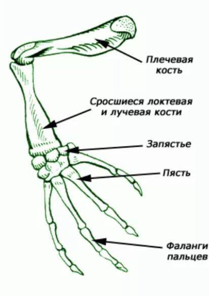 Почему в поясе верхних конечностей у ящерицы различают три, а у озерной лягушки -четыре разновидност