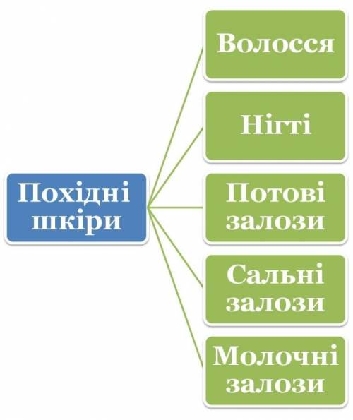 Назвіть похідні шкіри: 1)Мальпігієві судини 2)Молочні заложи 3)Копита 4)Зелені заложи