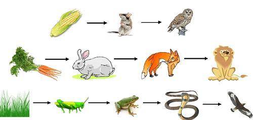 Скажите , рисунок пищевой цепи надо нарисовать Биология 5 класс