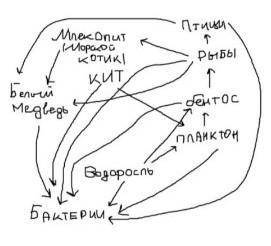 Нарисуйте пищевую сеть Северного Ледовитого океана, состоящую не менее, чем из 10 организмов. В сети