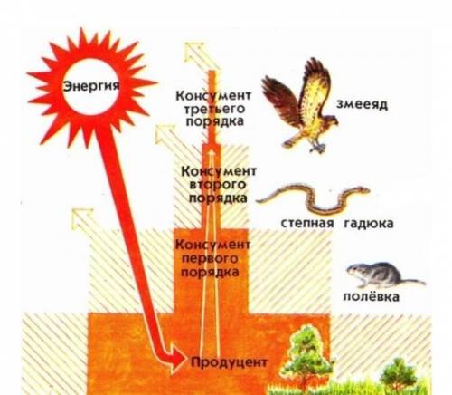 7. Разъясните, как переходит энергия в экологической пирамиде с одного уровня на другой у меня соч ​