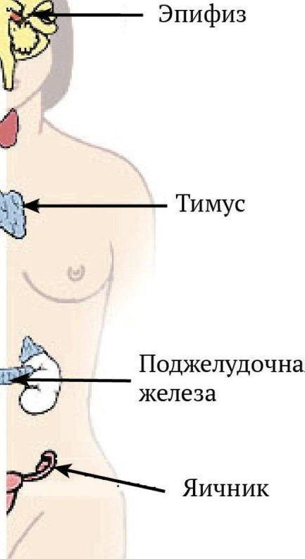 ЭНДОКРИННАЯ СИСТЕМА ЧЕЛОВЕКА ​