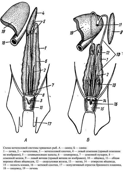 Выделительная система рыб 5-7класс