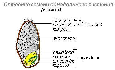 Выпишите основные части семени однодольного растения (пшеницы)​