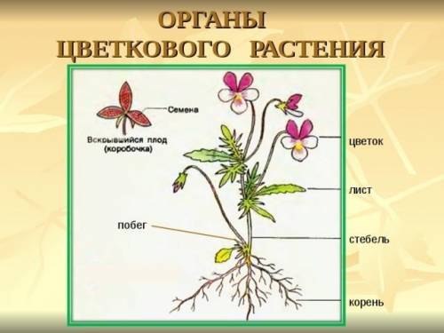 ответить на вопрос по биологии. – Из каких органов состоят цветковые растения? (Зарисуй цветковое ра