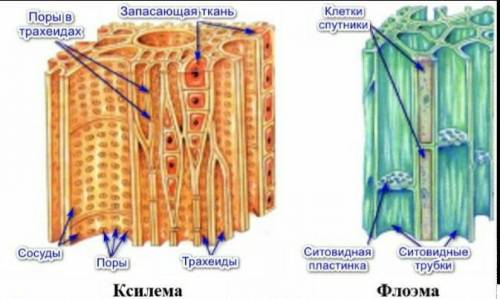 Расположение проводящей ткани в растениях .