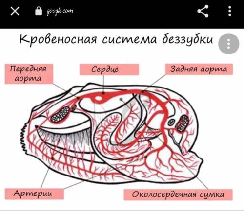 2. Впиши название этой системы органов (в именительном падеже ОЧ БЫСТРО ,Я ЖДУ ЛАЮ МНОГО