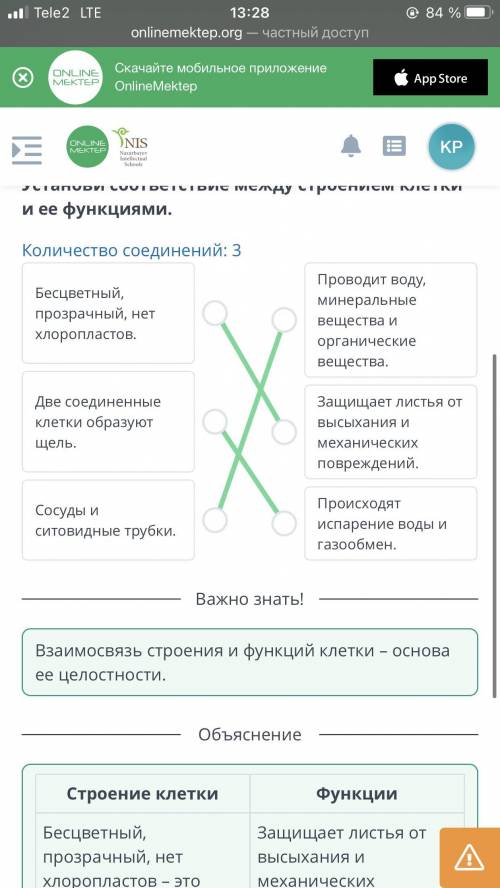 Строение и функции листа. Внутреннее строение листа. Устьица Установи соответствие между строением к