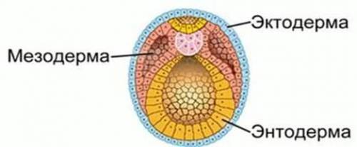 Укажите стрелками последовательность образования тканей из эмбриональных стволовых клеток