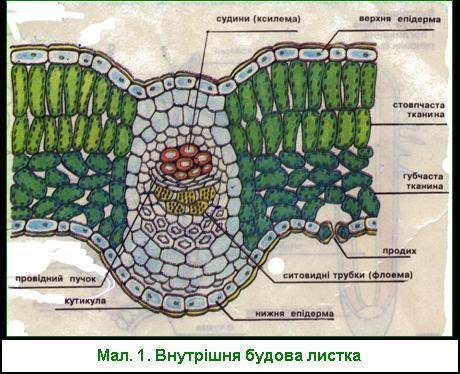 Биология сор номер два седьмой класс