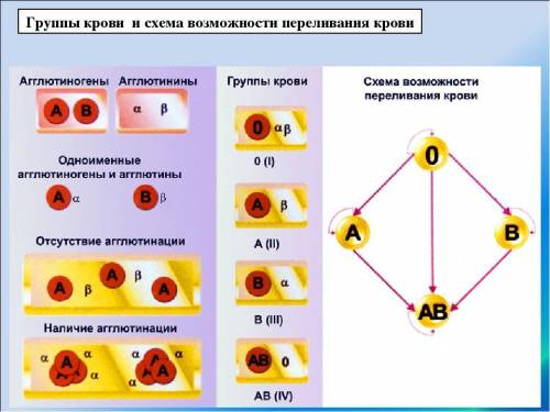 Изобразите в виде схемы особенности групп крови