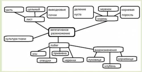 Кластер по тему клубень 6 класс