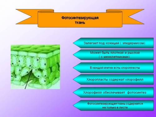 Строение фотосинтезирующих тканей растений