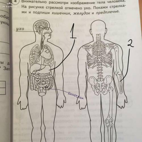 Внимательно рассмотри изображение тела человека. На рисунке стрелкой отмечено ухо. Покажи стрелка- м