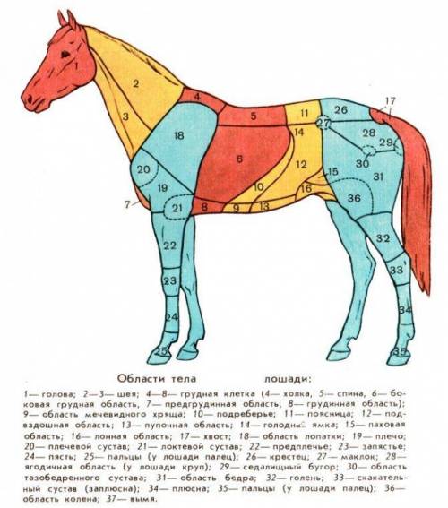 ам ы Р 15 16 |Становище 17 | Поросль Т. Лошадь, конь донской породы Задняя часть туловища лошади С О