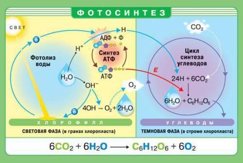 Укого-нибудь есть полная и оригинальная схема фотосинтеза ?