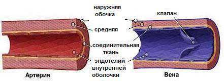 Вены особенности строения и функции