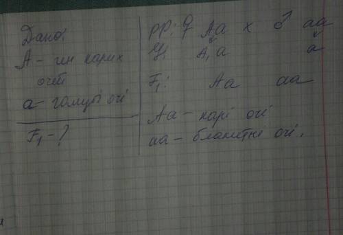 Улюдини ген карих очей домінує над геном, що визначає ознаку голубі очі. голубоокий чоловік, батьки 