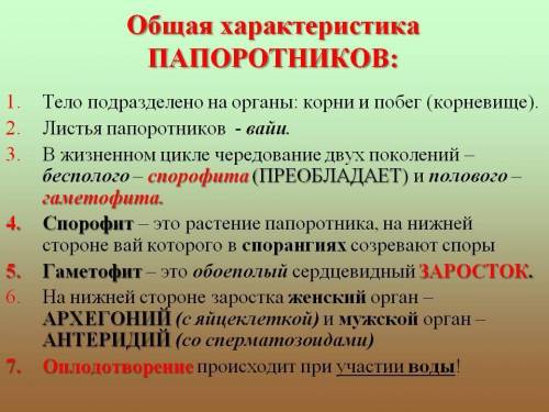 Особенности и 2-3 представителя папоротниковидных