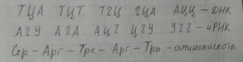 Фрагмент одной из цепей днк имеет последовательность нуклеотидов: т ц а т ц т т г ц г ц а а ц ц.опре