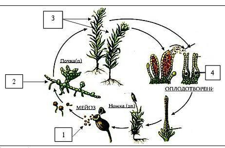 назовите стадии развития мха изображенными под цифрами. ​
