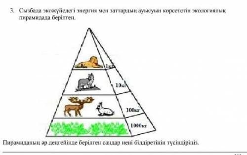 Пирамиданың әр деңгейіндегі берілген сандар нені білдіреді​