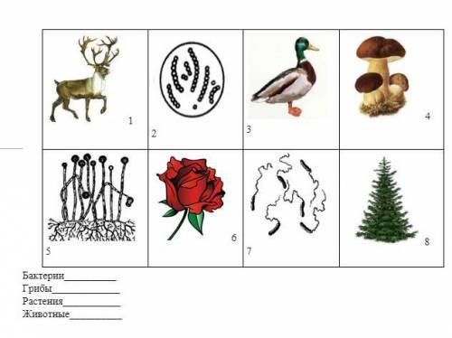 Пределите, к каким царствам относятся живые организмы, изображенные на рисунке
