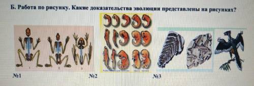 ОЧЕНЬ Работа по рисунку. Какие доказательства эволюции представлены на рисунках? (прикреплённый файл