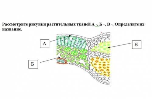 Рассмотрите рисунки растительных тканей А -, Б -, В -. Определите их название.