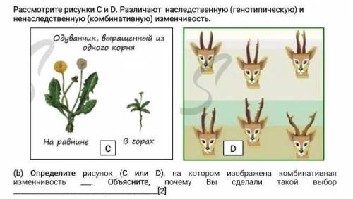 Определите рисунок (C или D), на котором изображена комбинативная изменчивость ___. Объясните, почем