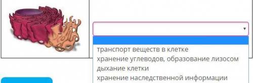 1 поле варианты - эукариотические клетки/прокариотические клетки 2 поле варианты - цитоплазма/ядро/