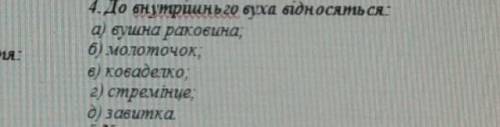 До внутрішнього вуха відносяться: