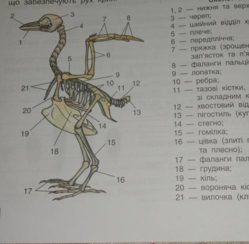За рисунком (с. 10) визнач, як змінився скелет вільних кінцівок птахів. як можна пояснити недорозви