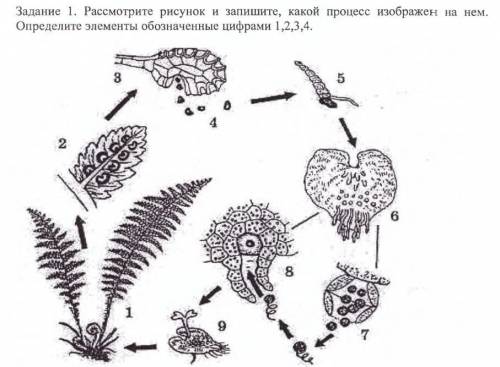 Рассмотрите рисунок и запишите, какой процесс изображен на нем. Определите элементы обозначенные ци