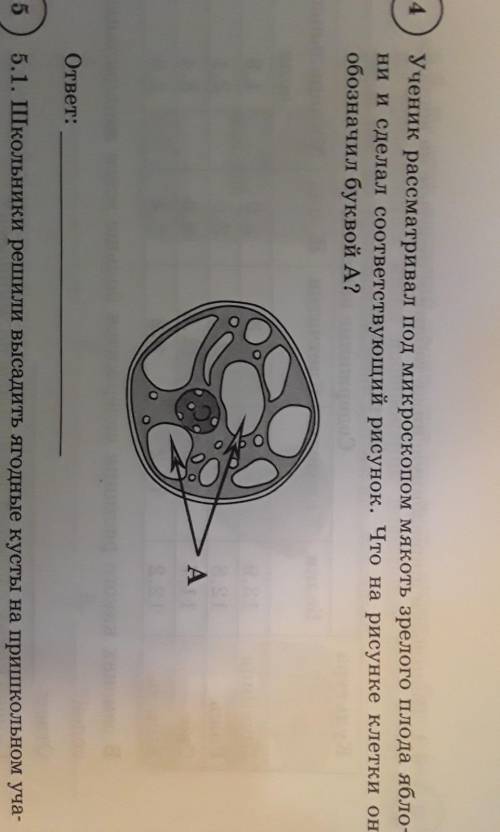 ученик рассматривал под микроскопом мякоть зрелого плода яблони и сделал соответствующий рисунок.Что