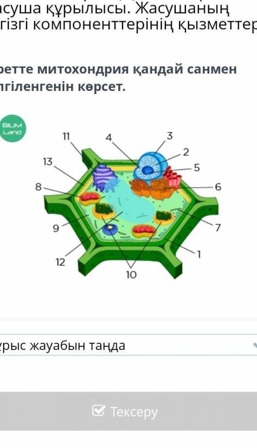 Суретте митохондрия қандай санмен белгіленгенін көрсет.​