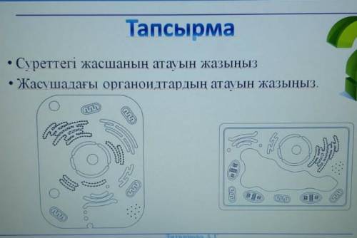 •Суреттегі жасушаның атауын жазыңыз. •Жасушадағы органоидтардың атауын жазыңыз