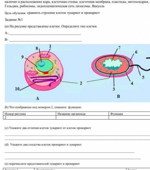 А) На рисунке представлены клетки. Определите тип клетки (b) Что изображено под номером 2. опишите ф