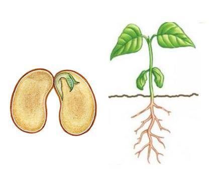 Соедините на рисунке стрелками части семени и соответствующие части проростка, которые из них развил