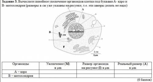 Вычислите линейное увеличение органоидов клетки под буквами А- ядро и В- митохондрия (размеры в см у