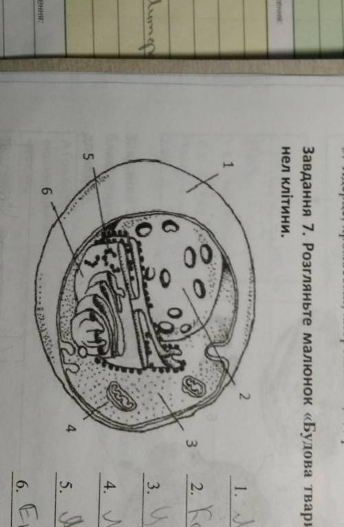 Розгляньте малюнок Будова тваринної клітини і підпишіть назви органел клітини​