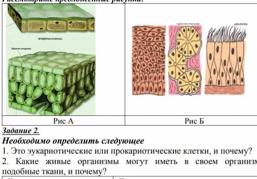 Какие живые организмы имеют в своем организме подобные ткани и почему?​