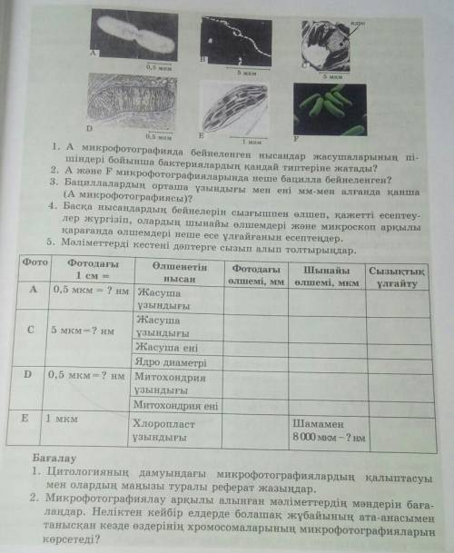 Ядро A0,5 мкм5 мкм5 мкмE1 мкмDF0,5 мкм1. А микрофотографияда бейнеленген нысандар жасушаларының пі-ш