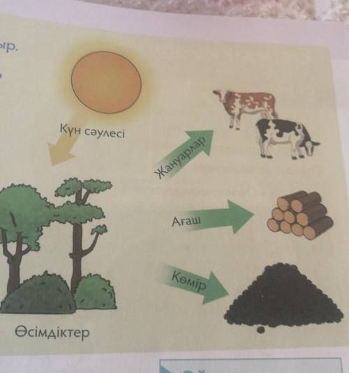 Күн сәулесі Сурет бойынша әңгіме құрастыр.Бейнеленген үдерістердегіфотосинтездің маңызы қандай?​