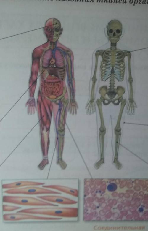 Рассмотрите рисунки. укажите названия тканей организма человека​
