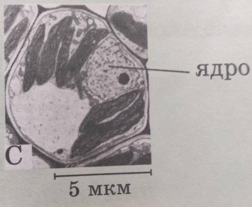 Длина клетки - в Мм и Нм, линейное увеличение.​