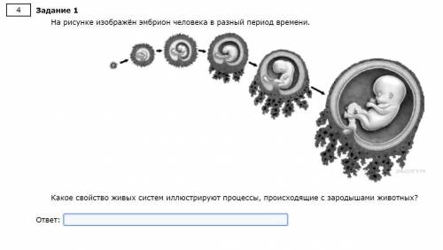 На рисунке изображён эмбрион человека в разный период времени.